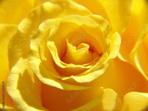 Foto: gelbe rose gelbe rose