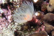 underwater flower