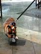 spike le bouledogue