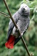 gris du gabon