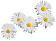 white daysi