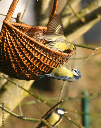 oiseaux