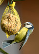 mésange bleue 2