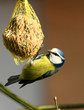 mésange bleue 3