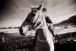 Photo: horse and jockey horse and jockey