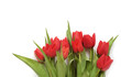 red tulips