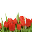 red tulips