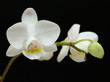 Foto: orchidee orchidee