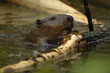 europan beaver europan beaver
