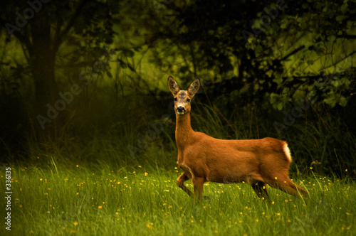 deer