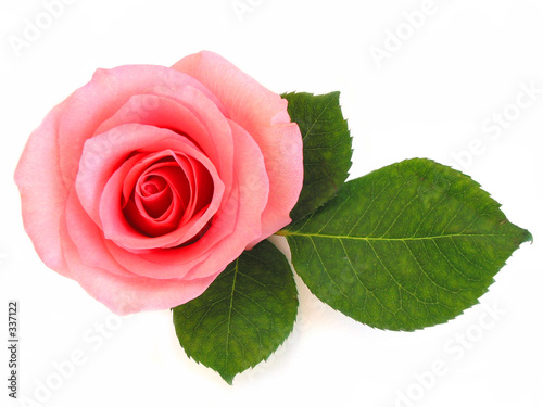 pink rose. isolated pink rose with green