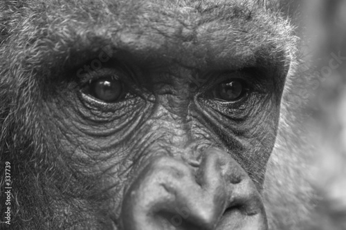 portrait de gorille portrait de gorille