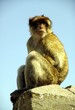 berberaffe