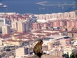berberaffe gibraltar
