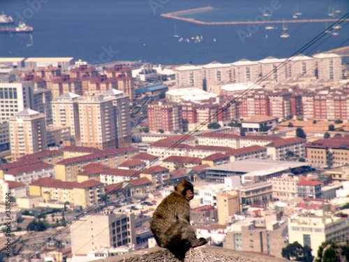berberaffe gibraltar berberaffe gibraltar