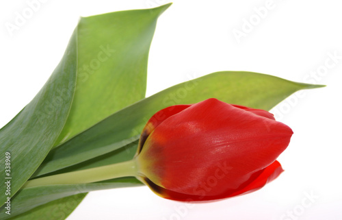 frühlingsgruß - eine tulpe