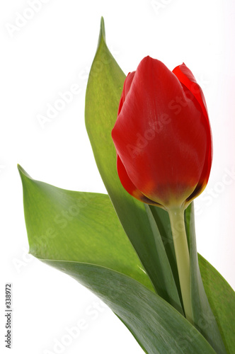 rote tulpe