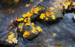 Photo en ligne au meilleur prix water and yellow leafs