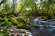 Photo en ligne au meilleur prix river with mossy stones