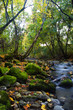 river with mossy stones