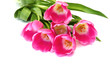 pink tulips