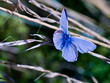 Photo en ligne au meilleur prix blue butterfly