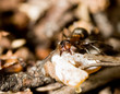 working ant working ant