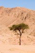 desert