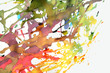 colour explosion colour explosion