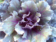 green vegetable  salad