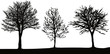 winter trees