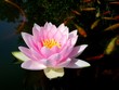 Foto: seerose seerose