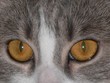 yeux de chat