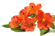 spring flowers