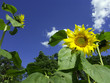 Foto: sonnenblume sonnenblume