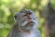 Foto: winking monkey winking monkey