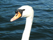 schwan schwan