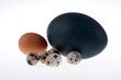 huevos5785