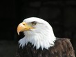 haliaeetus leucocephalus