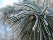 frost und reif auf einem tannenzweig