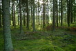 wald 4
