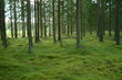 wald 5
