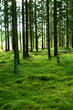 bemooster wald