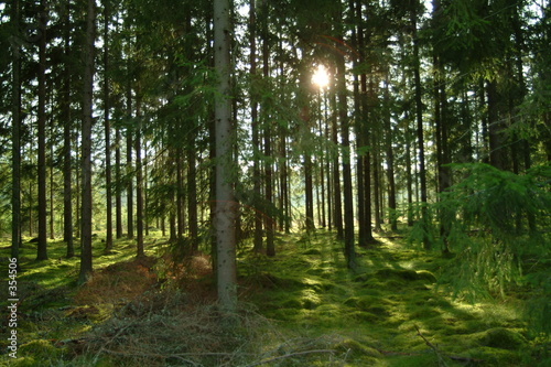 wald 2