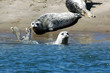 seal pups