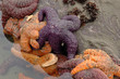 sea stars