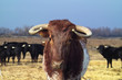 taureau