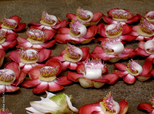 flores