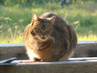 chat
