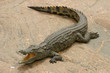 crocodile